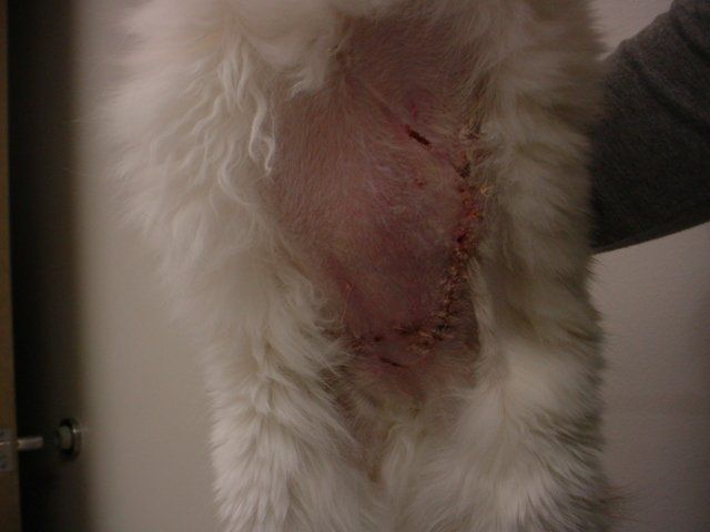 A close up of a person holding a white furry animal with stitches on it
