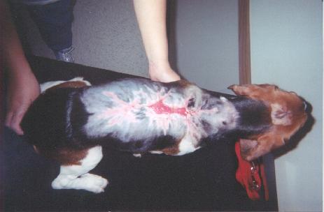 A dog is laying on a table with a person holding it