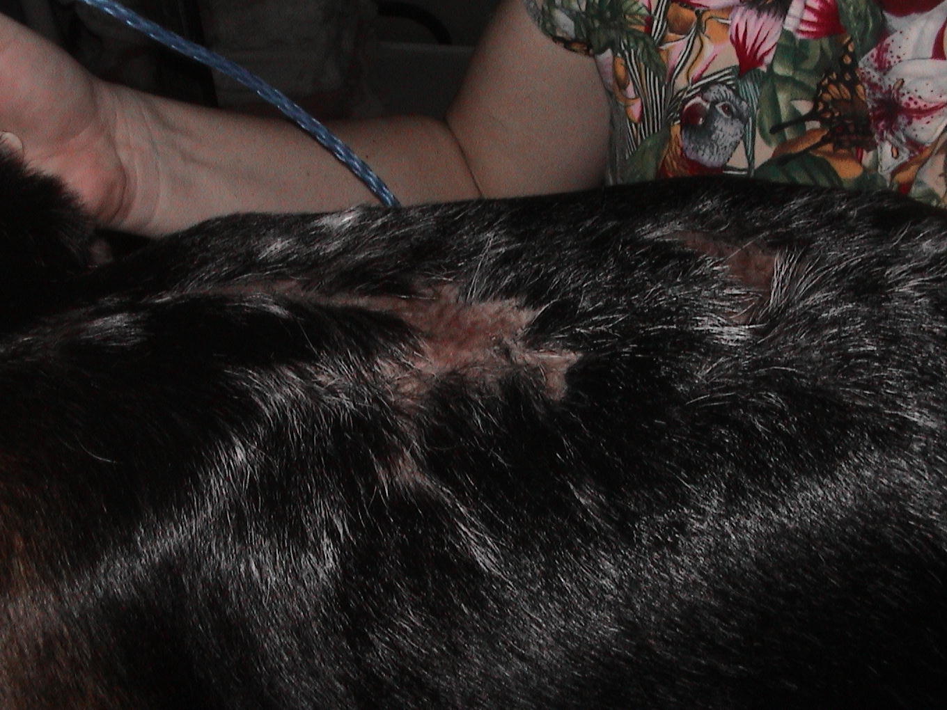 A close up of a person holding a dog 's tail