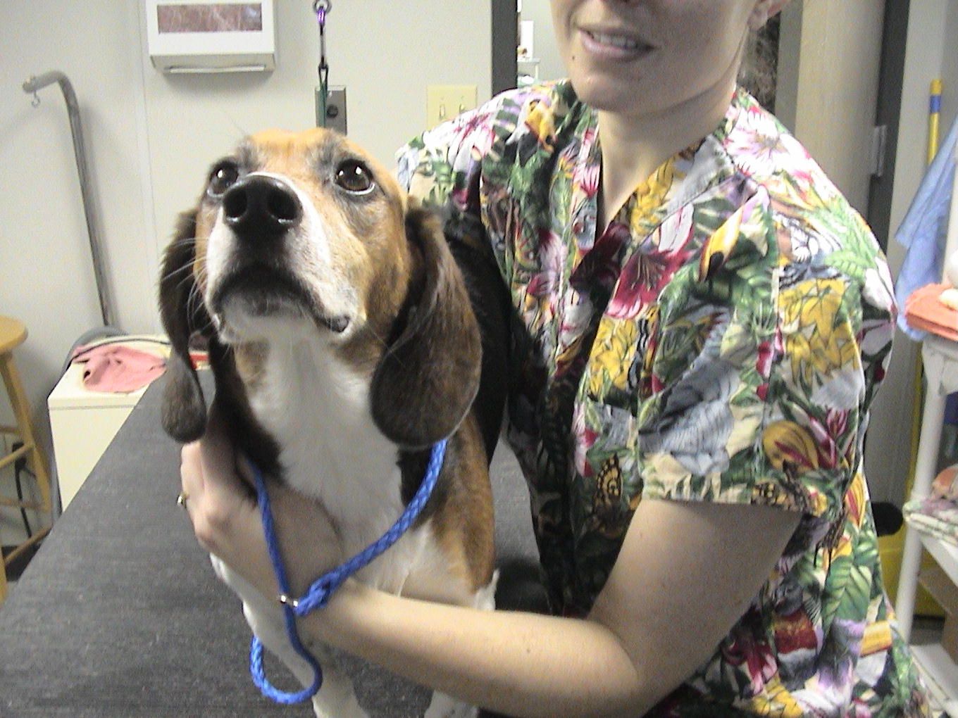A woman in scrubs is holding a beagle on a leash