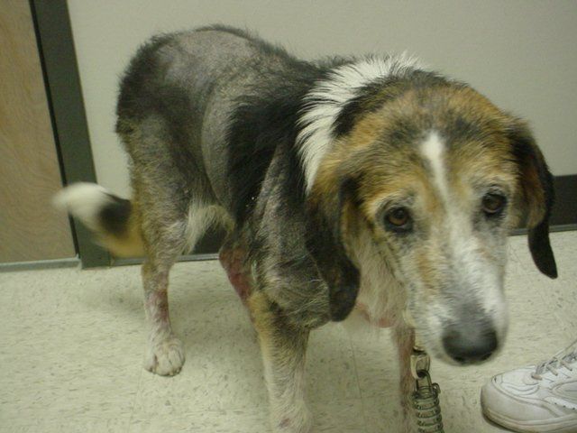 A dog with a broken leg is standing next to a person wearing white shoes.