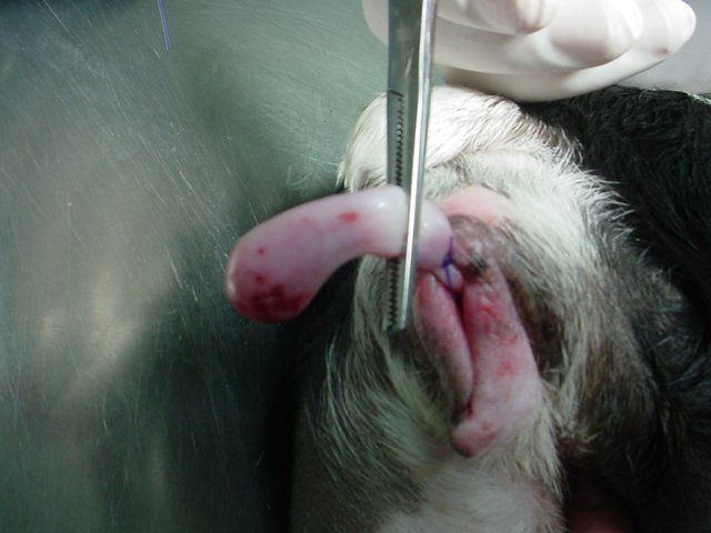 A person is cutting a dog 's tongue with scissors.