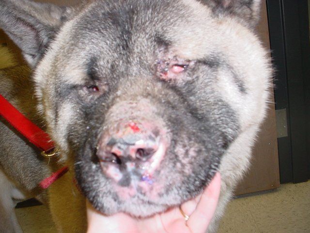 A person is holding a dog with a red leash in their hand.