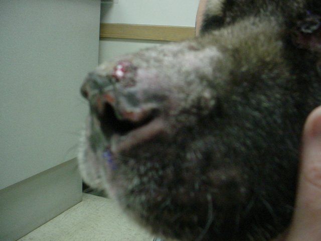 A close up of a person holding a dog 's nose