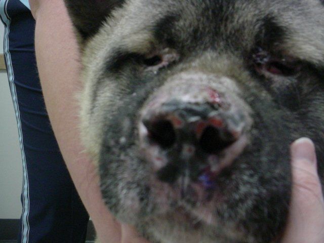 A close up of a person holding a dog 's nose