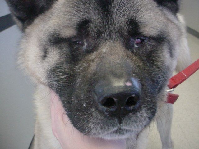 A close up of a person holding a dog with a red leash.