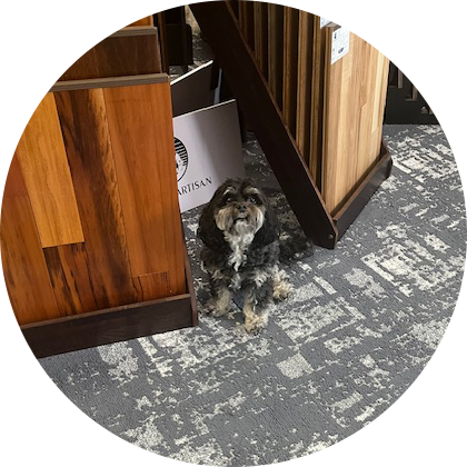 A small dog is sitting on the floor.