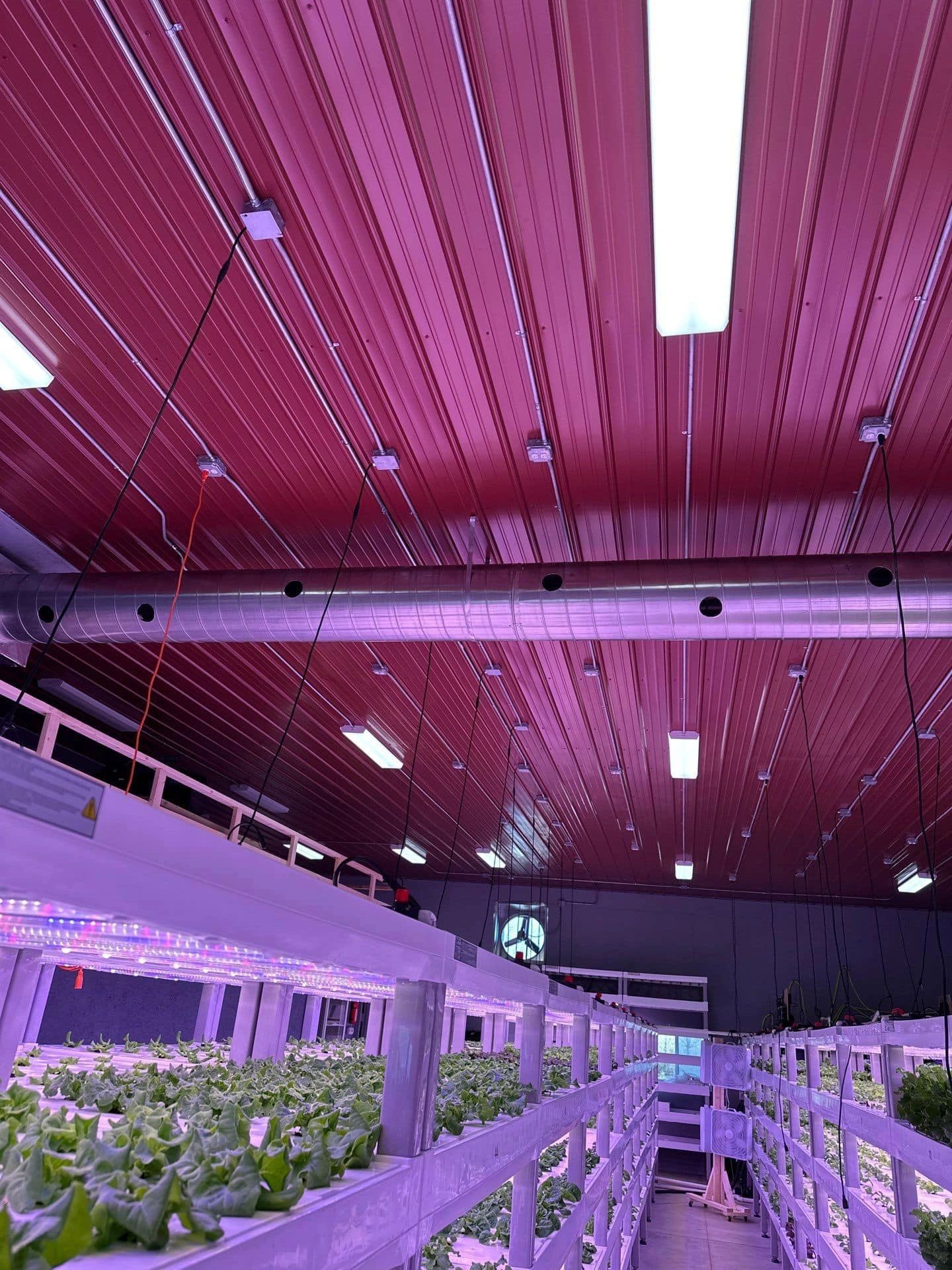 Indoor vertical farm with rows of plants under purple grow lights.