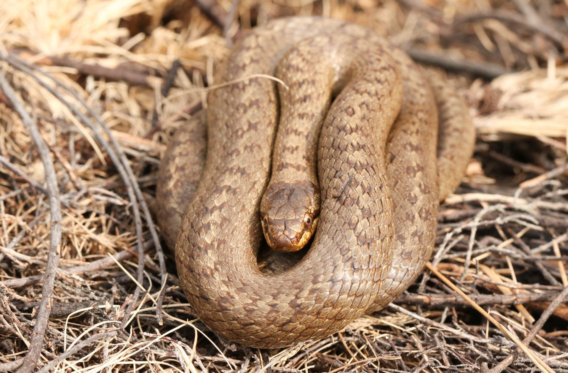 Snake