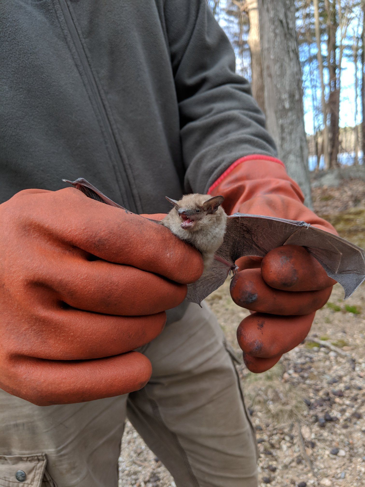 Nuisance Animal Removal Photo Gallery | South Easton, MA