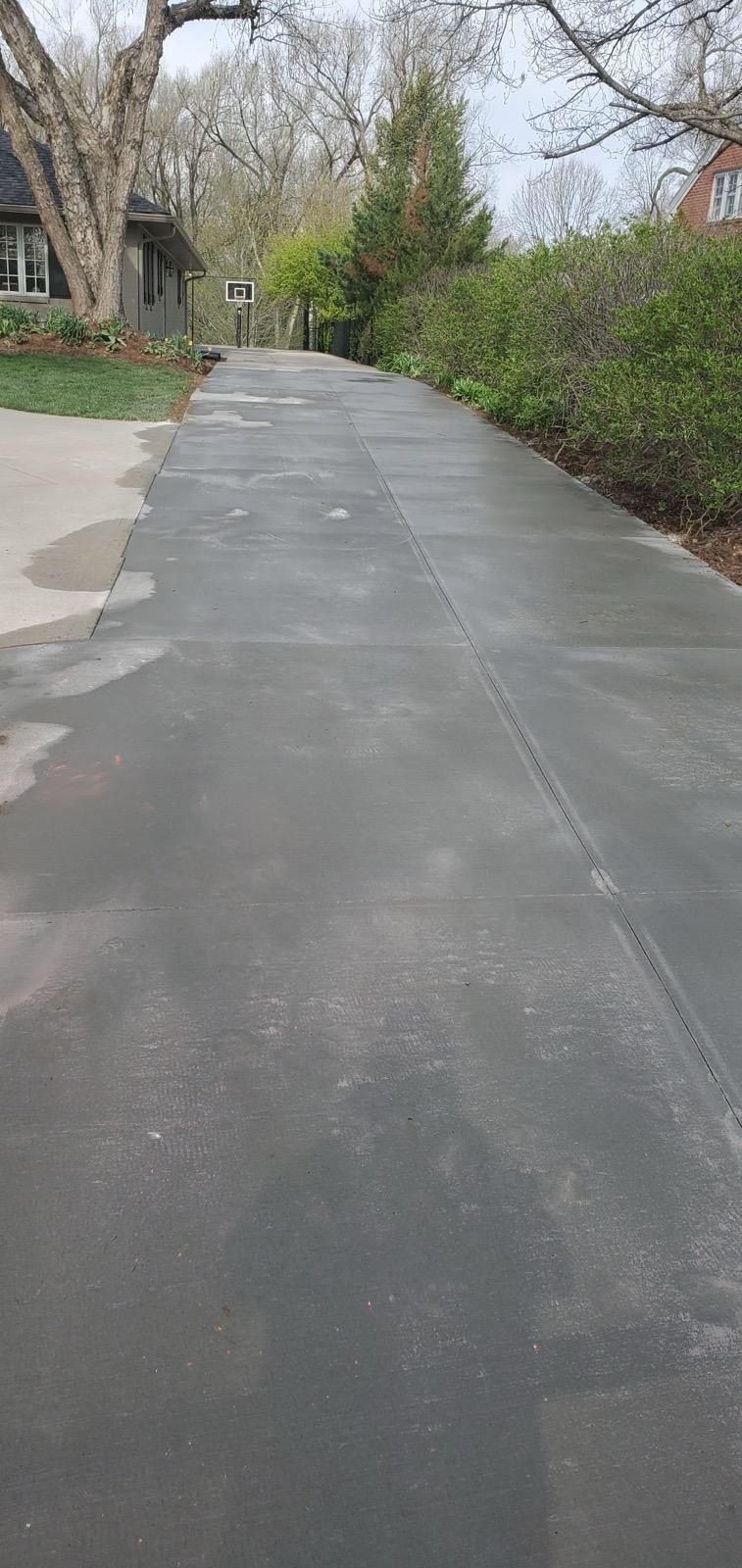 Quiet paved walkway lined with leafless trees and green shrubs in a park-like setting