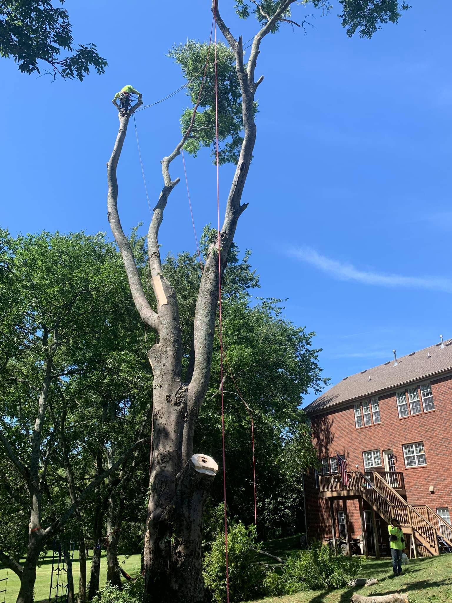 Tree being trimmed, ropes attached. Blue sky, green trees, and a building are in the background.