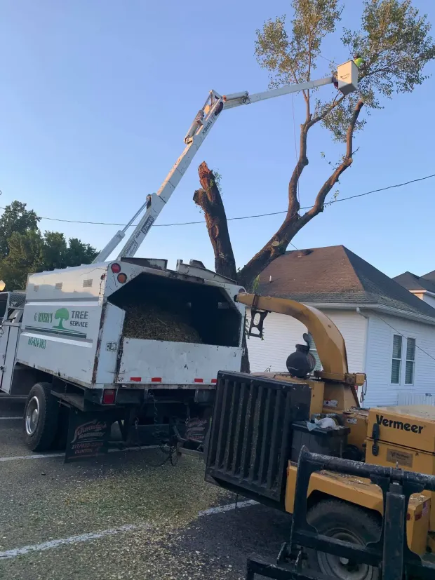 Tree being trimmed, with a truck and wood chipper; house in background.