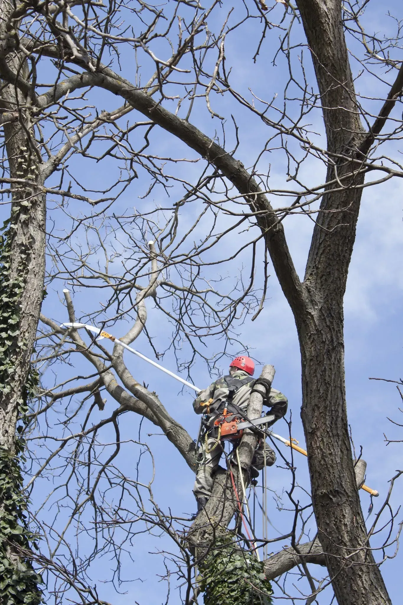 Arborist in a tree, wearing a helmet and climbing gear, trimming branches with a saw against a blue sky.