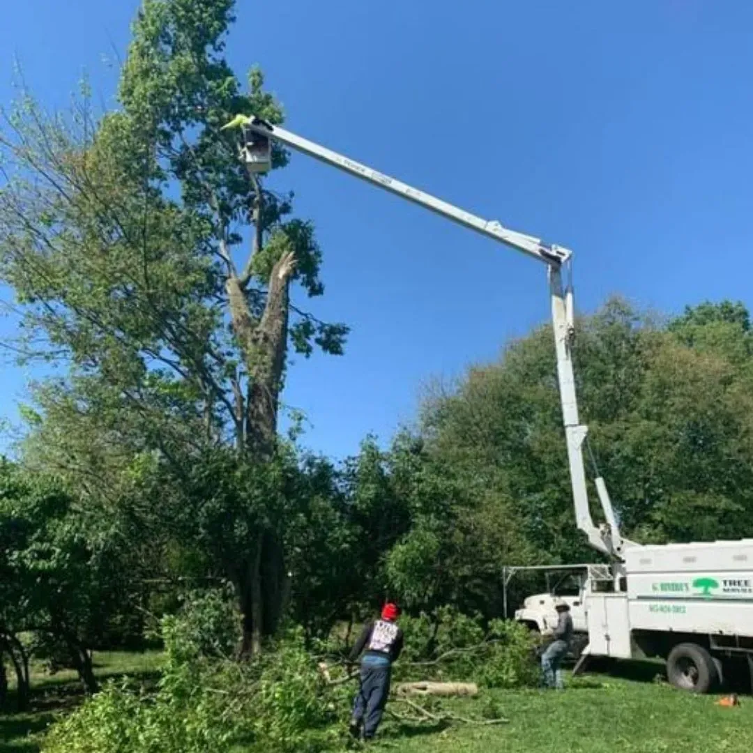 Tree service worker in a lift trimming a tall tree under a blue sky. Other workers on the ground.