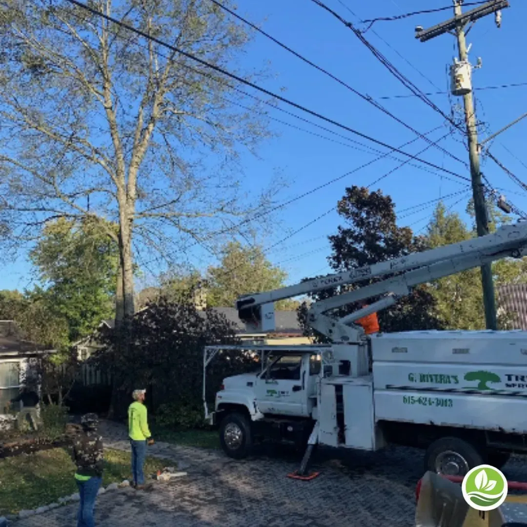 Tree service truck near power lines, workers trimming tree branches.