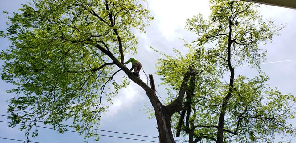 A person cutting a tree branch with a saw from a tree with green leaves on a cloudy day.