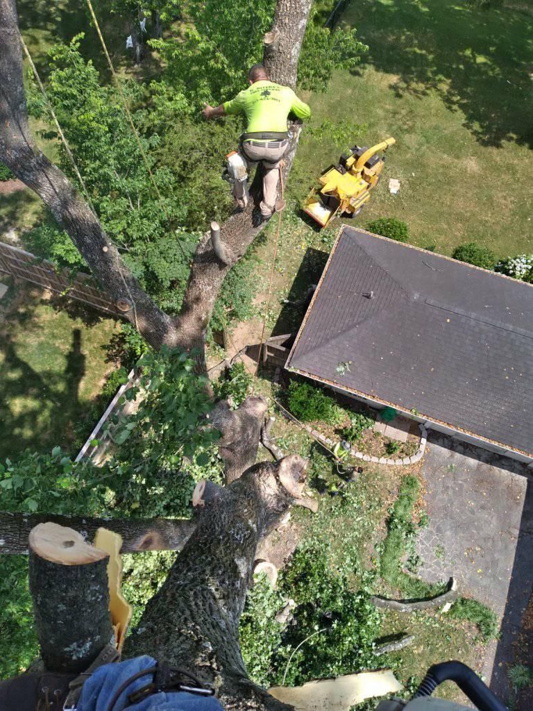 A tree service worker in a tree, with a chainsaw, near a building.