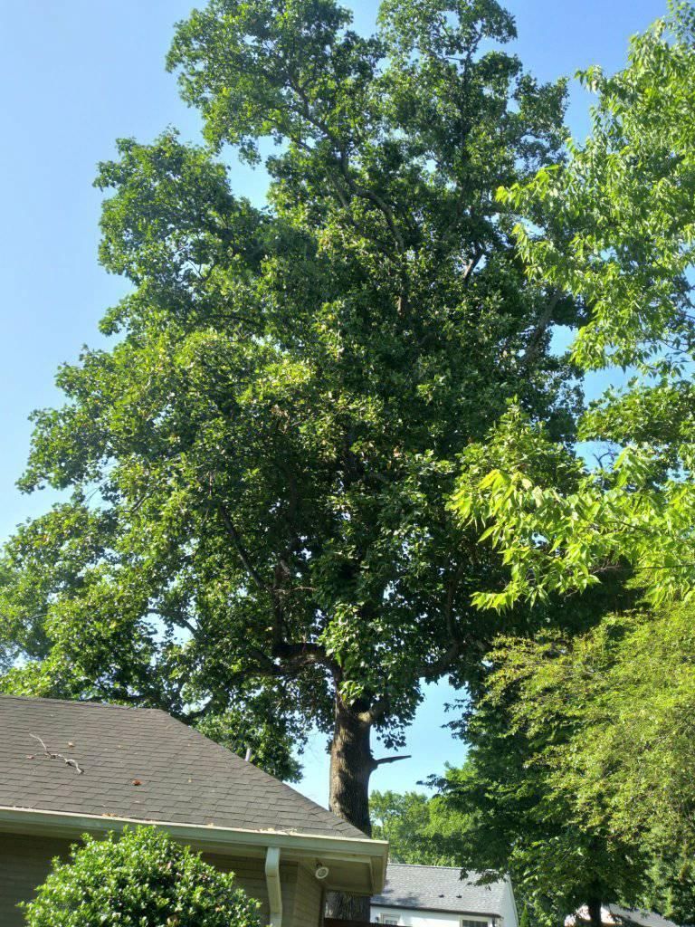 Tall tree with green leaves, partially obscuring a house with a dark roof against a blue sky.