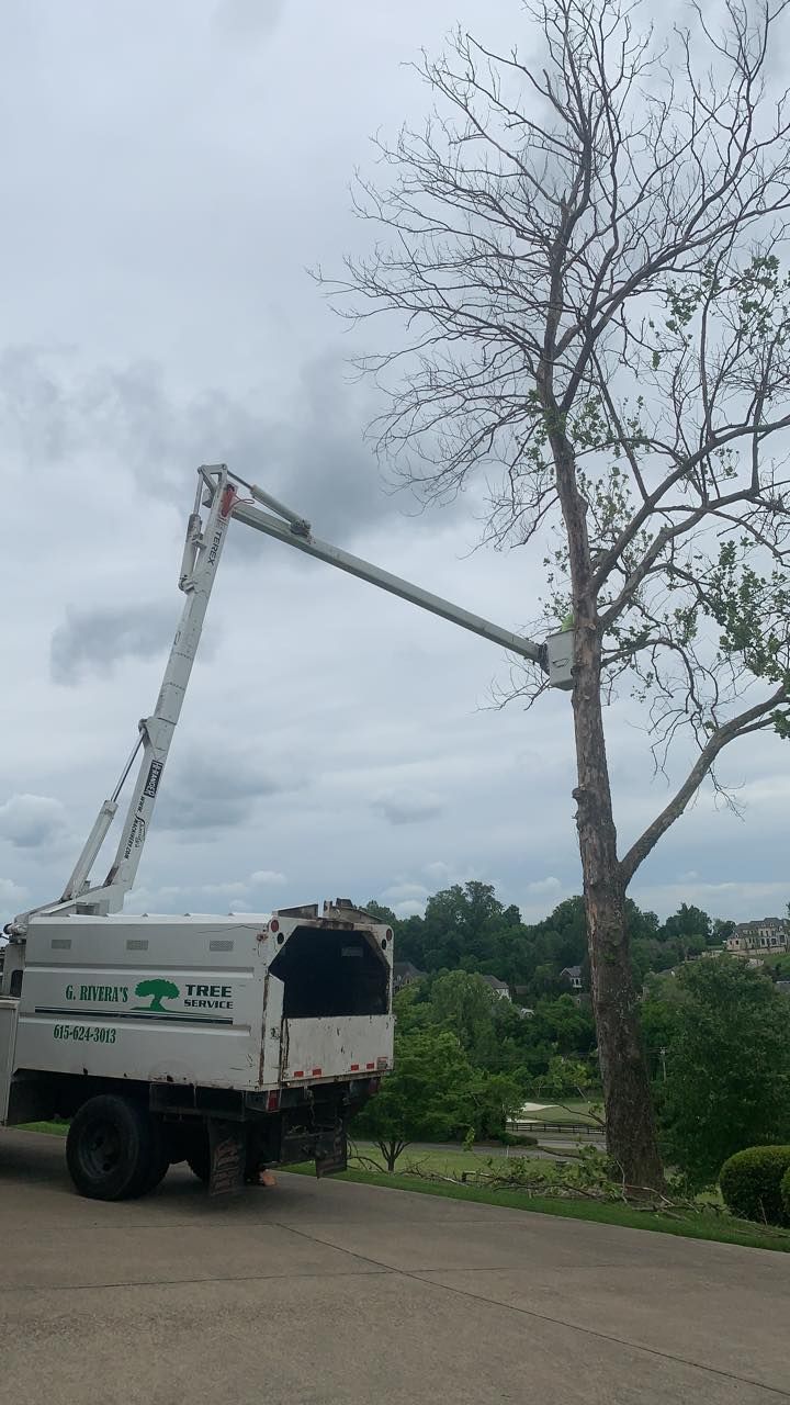 Tree trimming truck with a worker in the bucket trimming a tall, bare tree on a cloudy day.