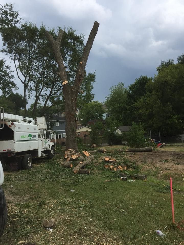 Tree being trimmed by a tree service truck. Logs and branches lie on the ground, overcast sky.