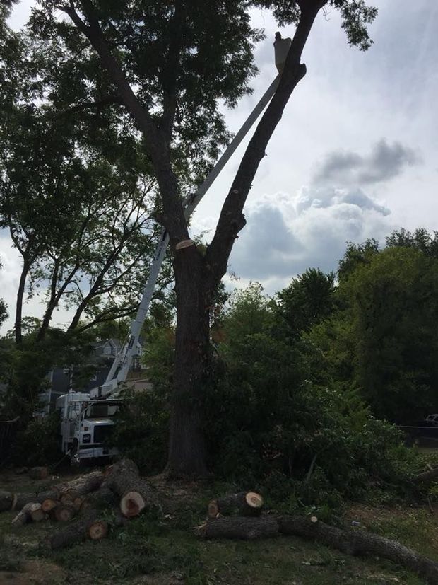 Tree being trimmed by a lift, cut logs on the ground, overcast sky.