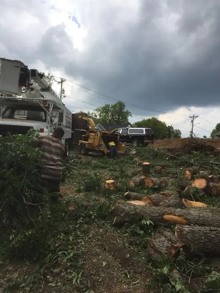 Tree removal operation: A man feeds branches to a wood chipper. Trucks, cut logs, cloudy sky.
