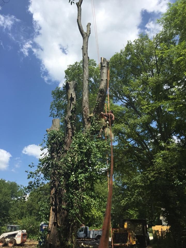 Tree removal in progress; arborist high in a tall dead tree, ropes attached, bright sky.