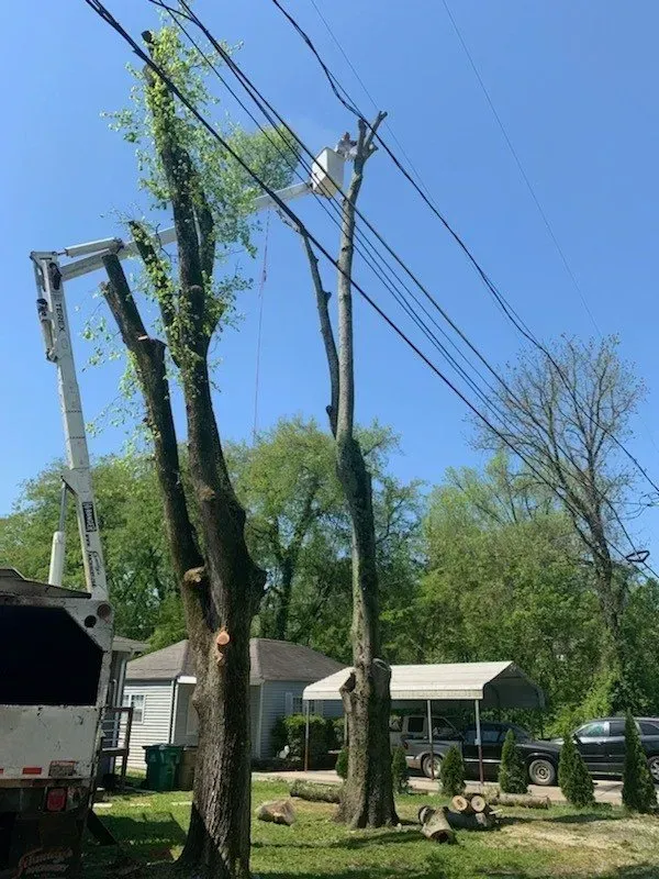 Tree trimming near power lines; a lift truck on the left; sunny day.