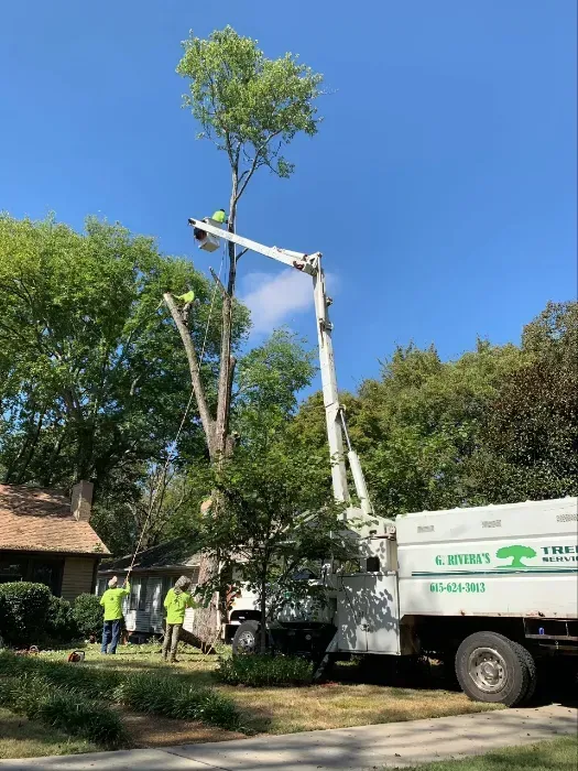 Tree service truck with workers trimming a tall tree under a blue sky.