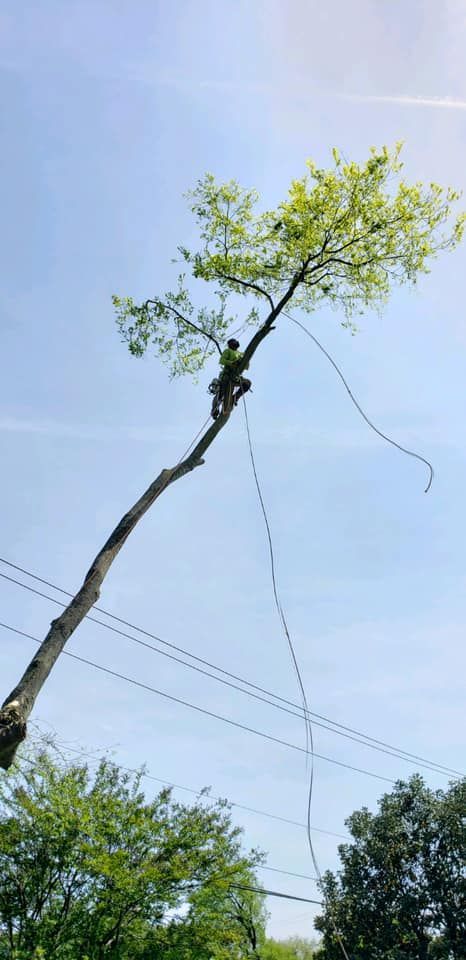 Arborist in a tree, cutting branches with a rope and the sky in the background.