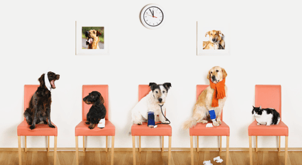 canon animal hospital