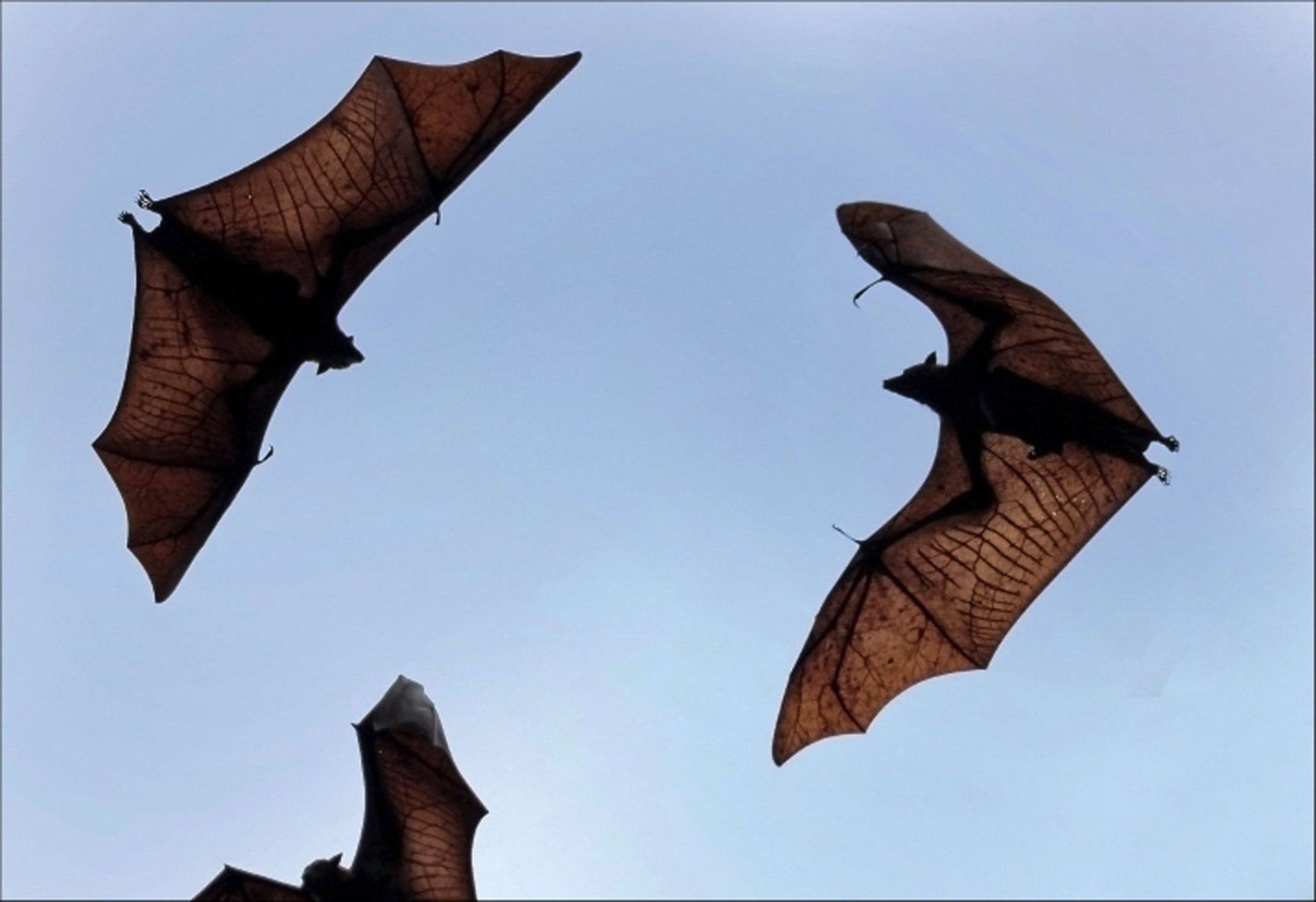 Bats