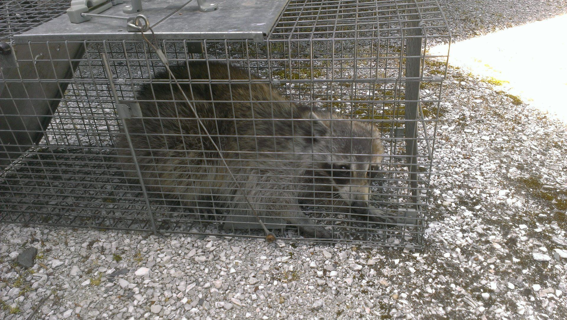 Trapped raccoon