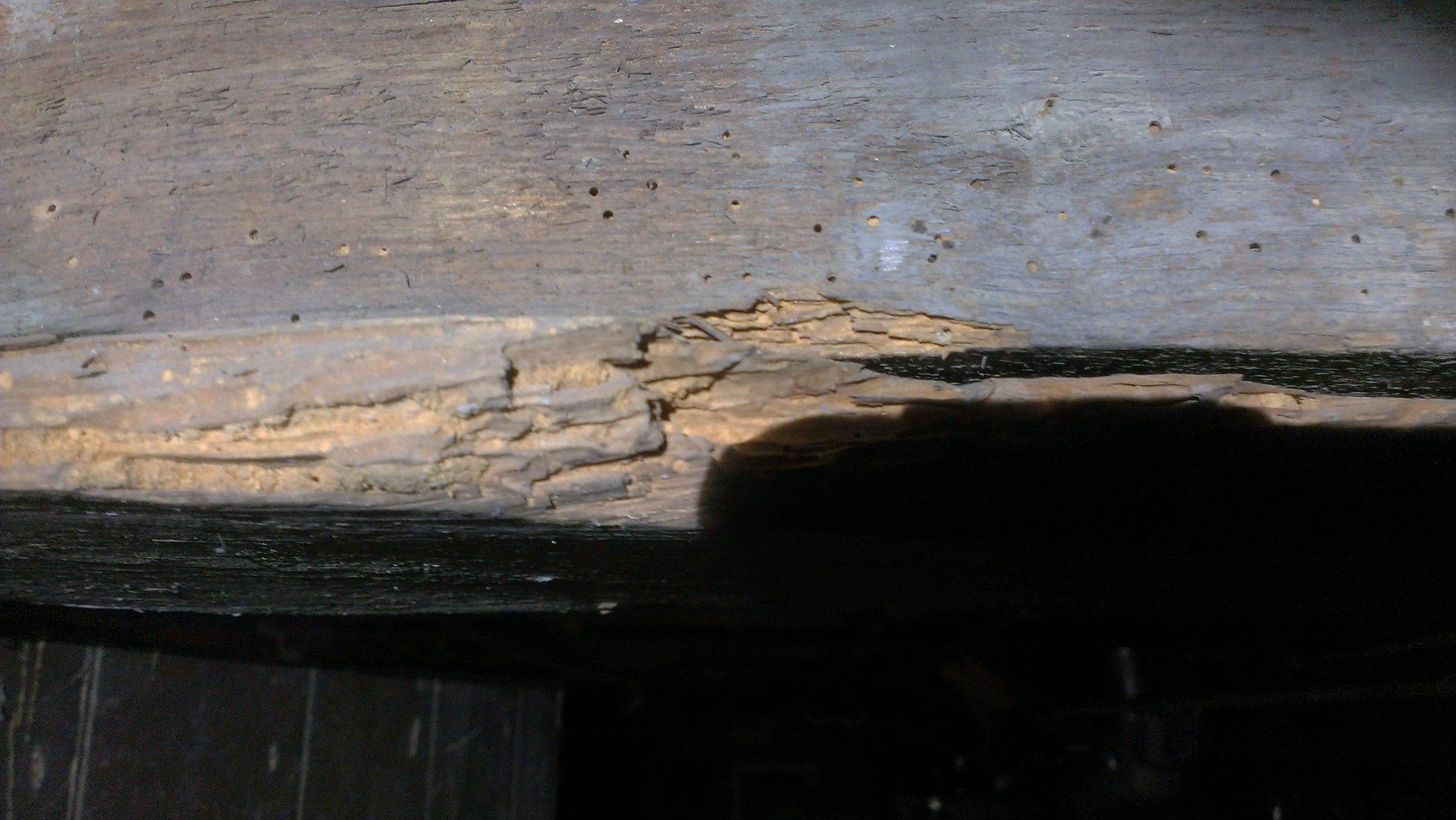 Pest management service