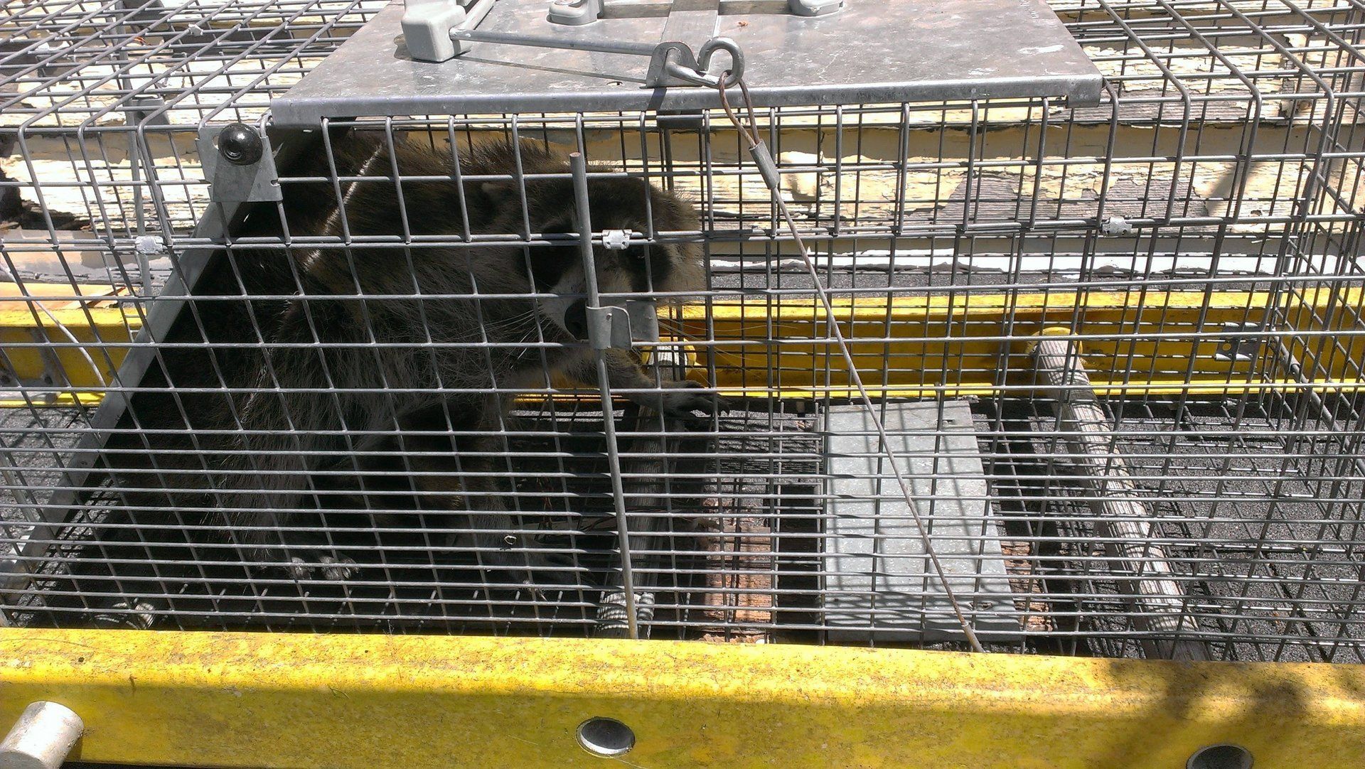 Trapped raccoon