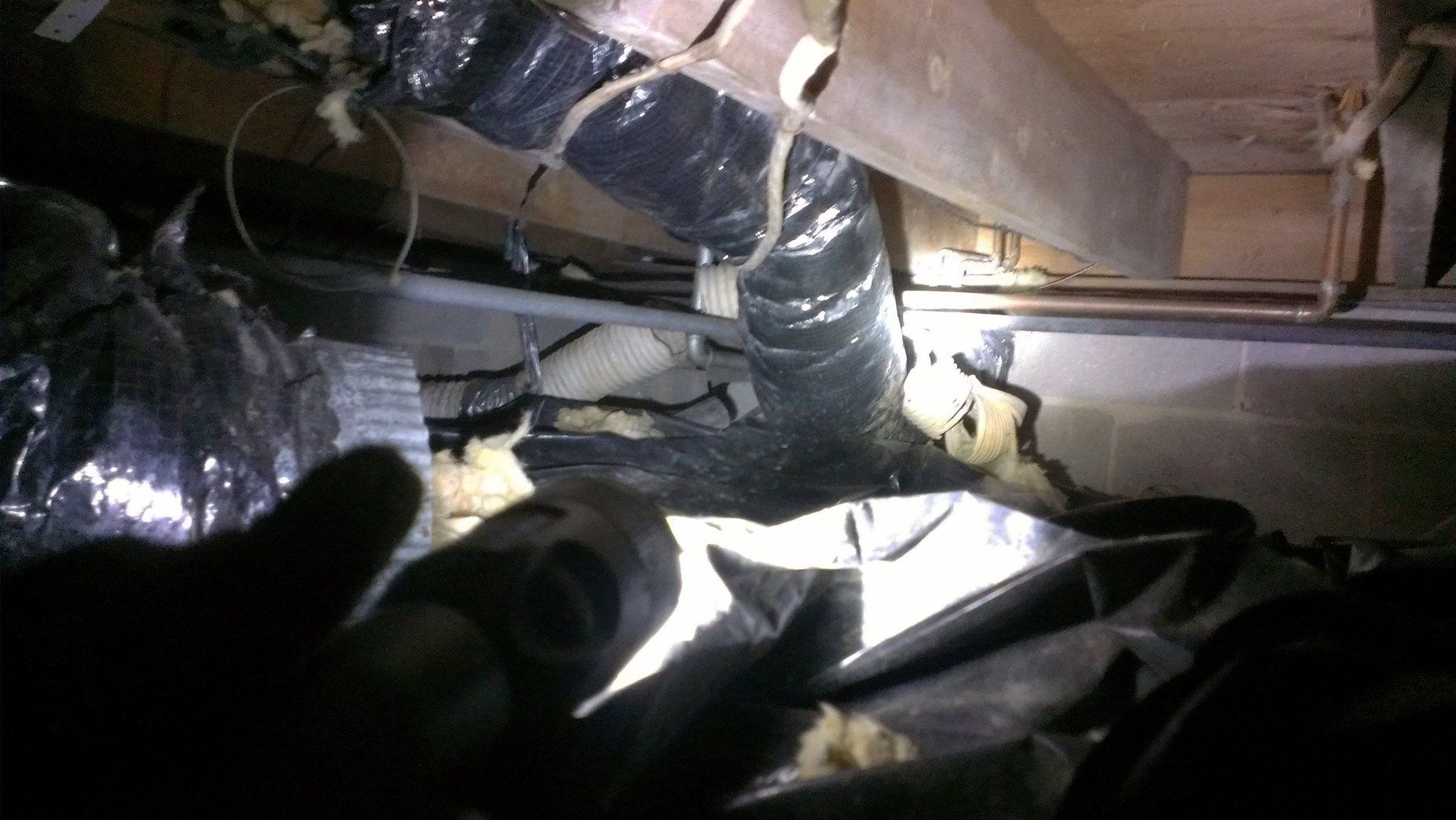 Pest management service