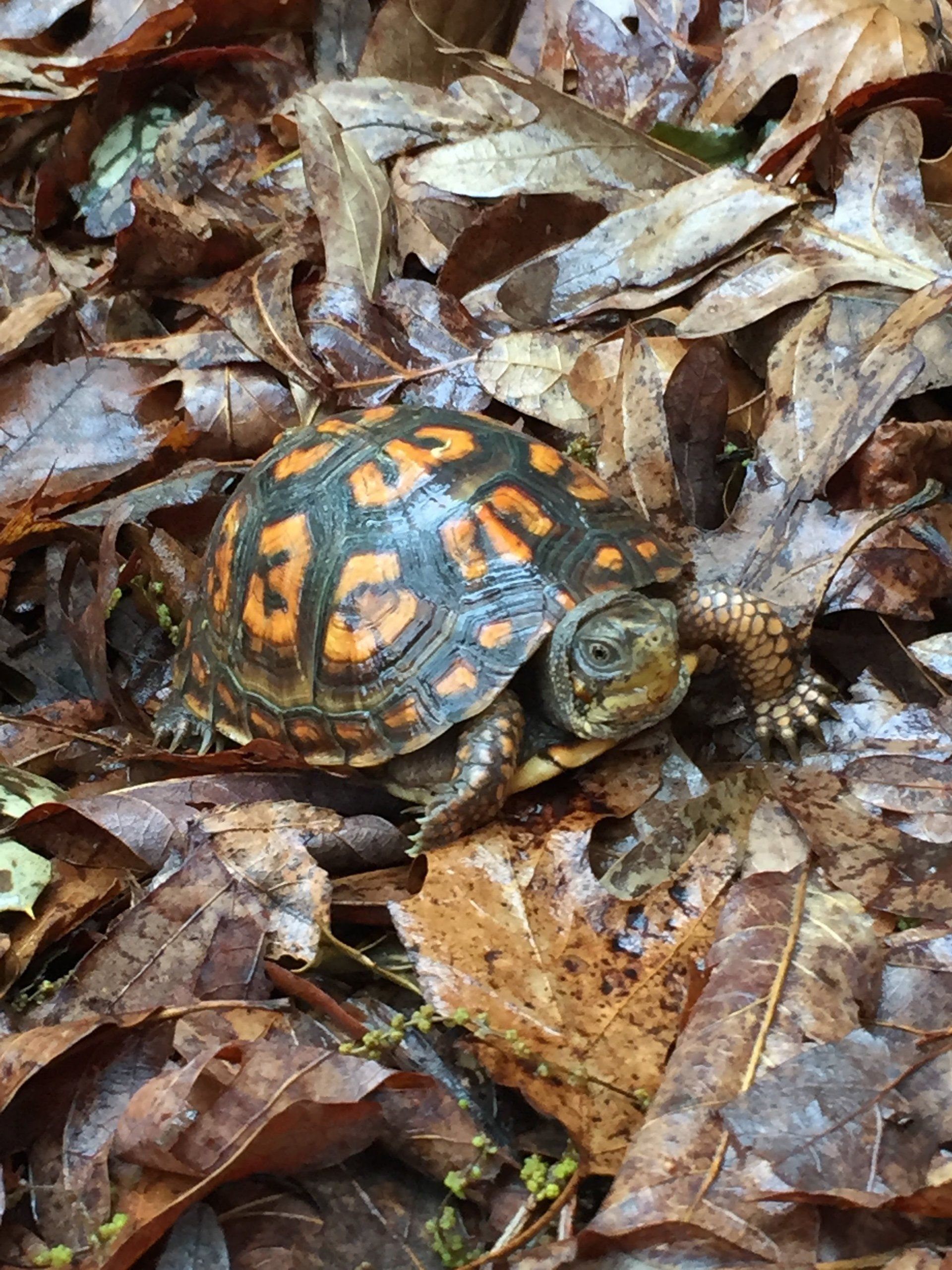 Pest management service