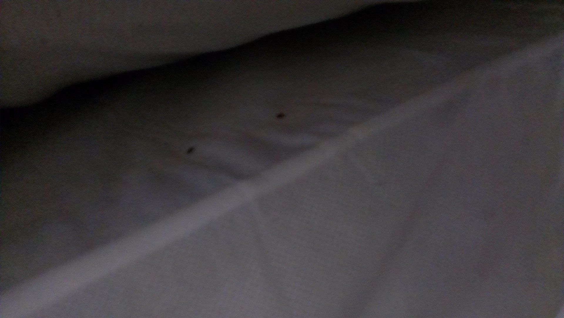 Pest management service