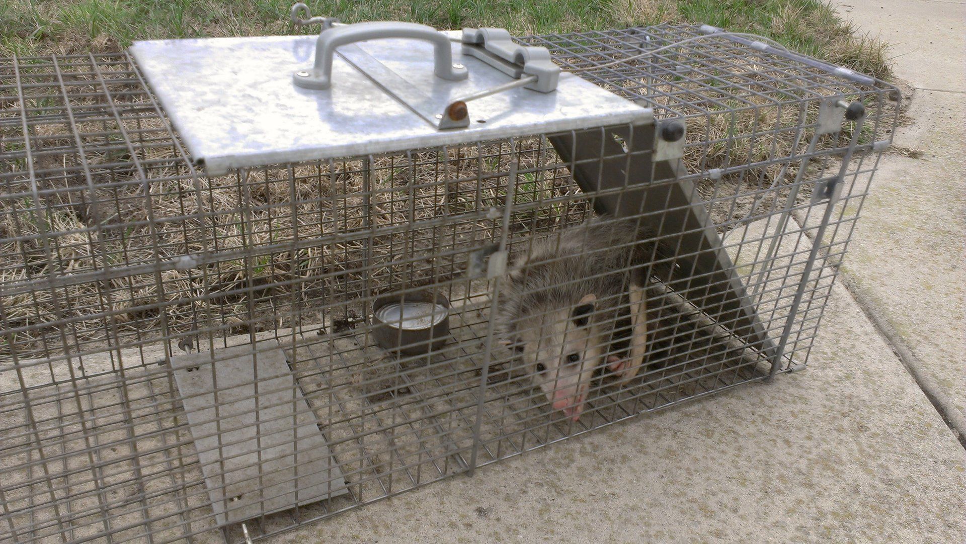 Opossum