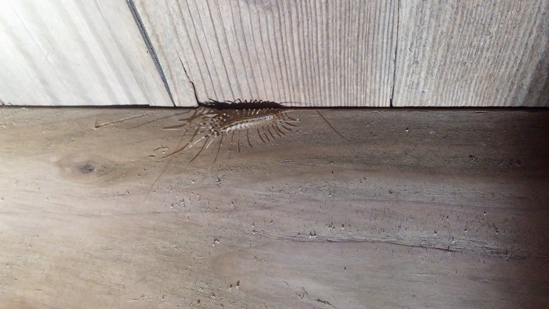 Centipede