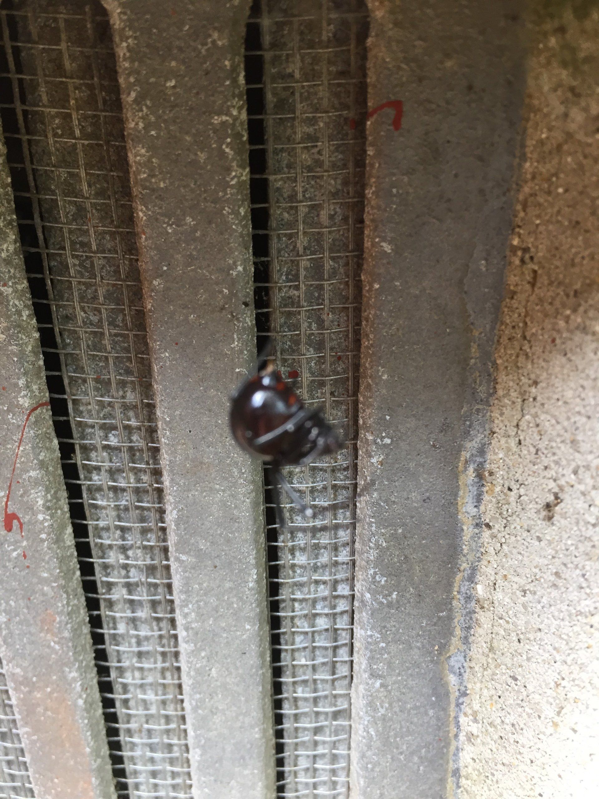 Pest management service