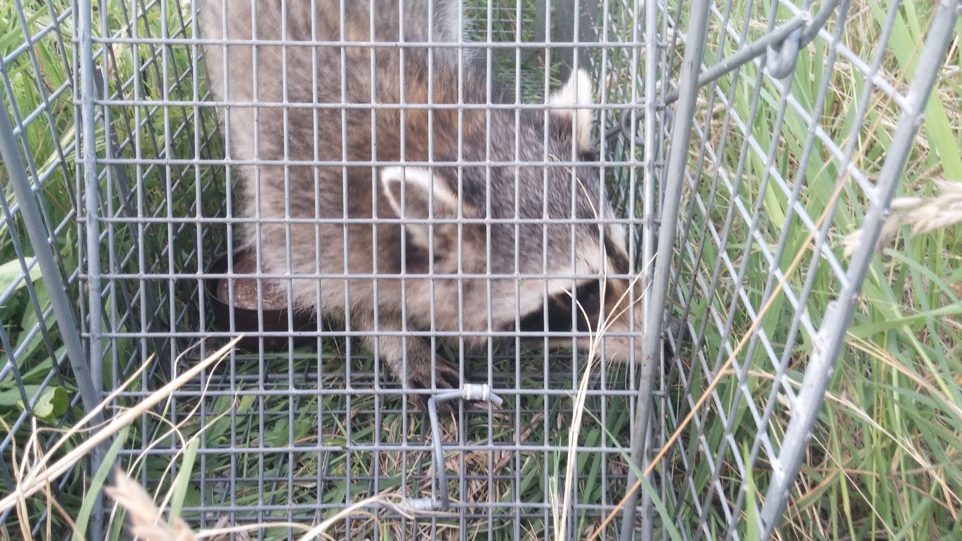 Pest management service