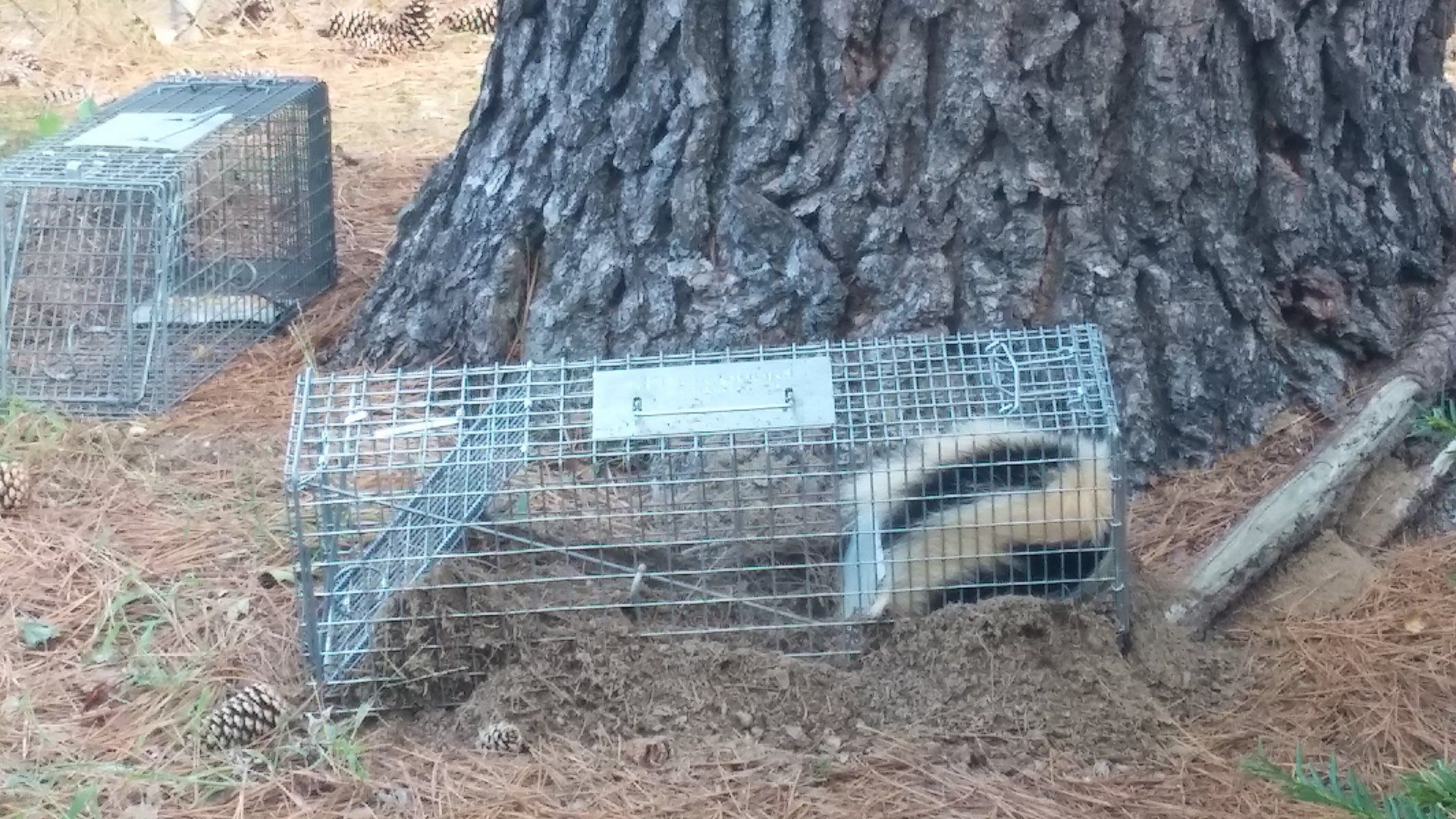 Pest management service