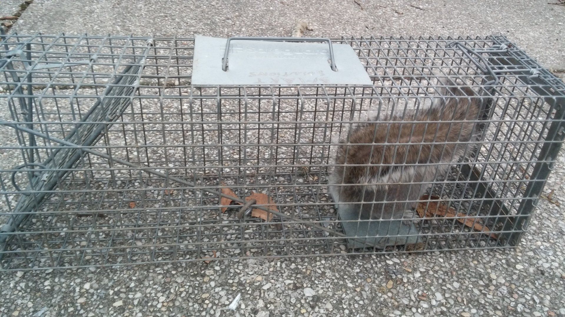 Pest management service