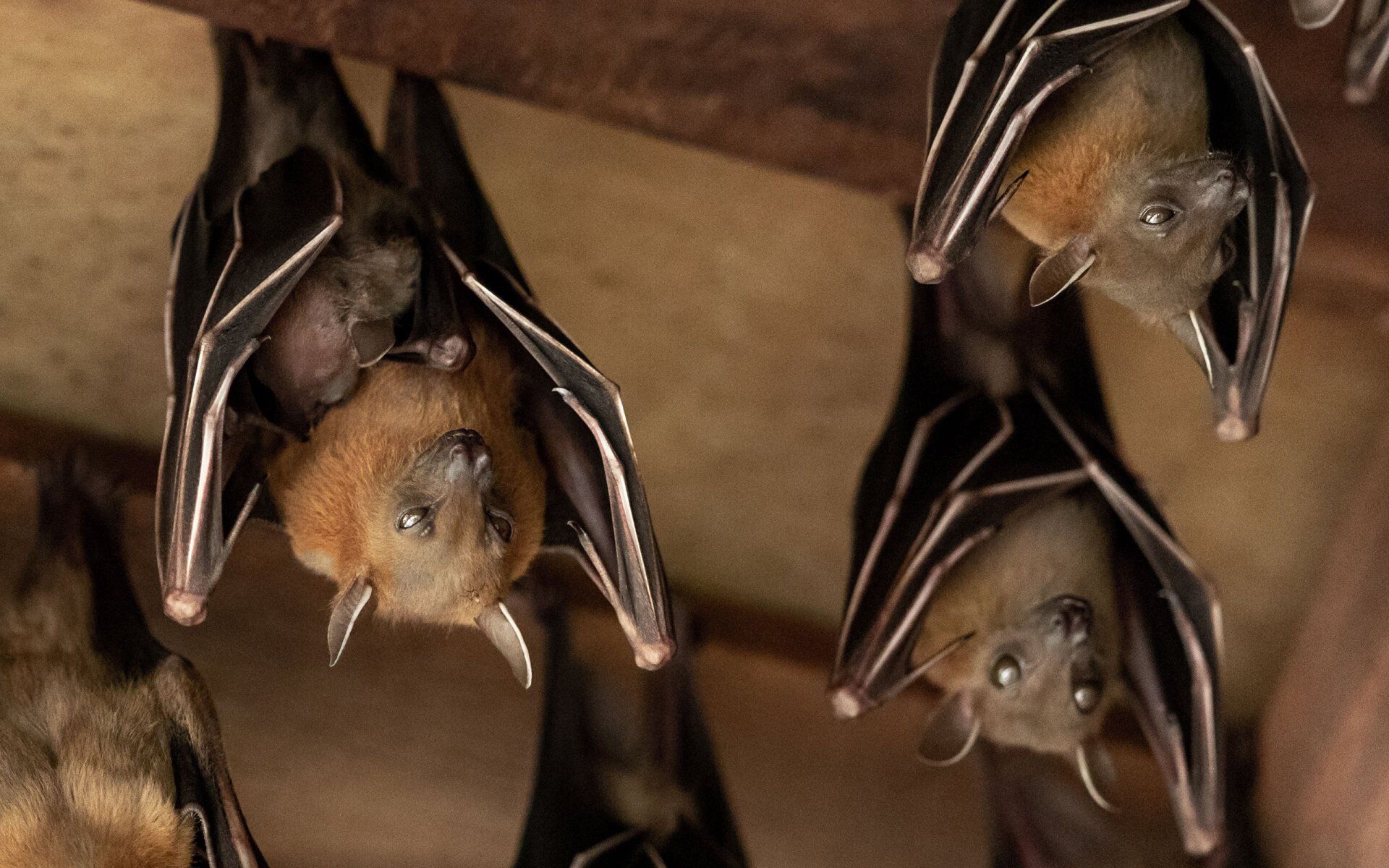 Bats hanging upside down, with brown fur, black wings, and a wooden background.