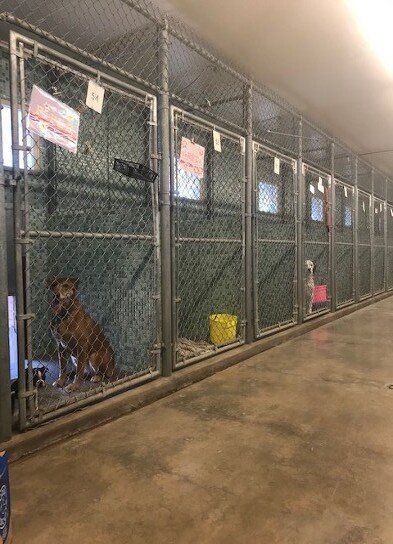 Canine kennels