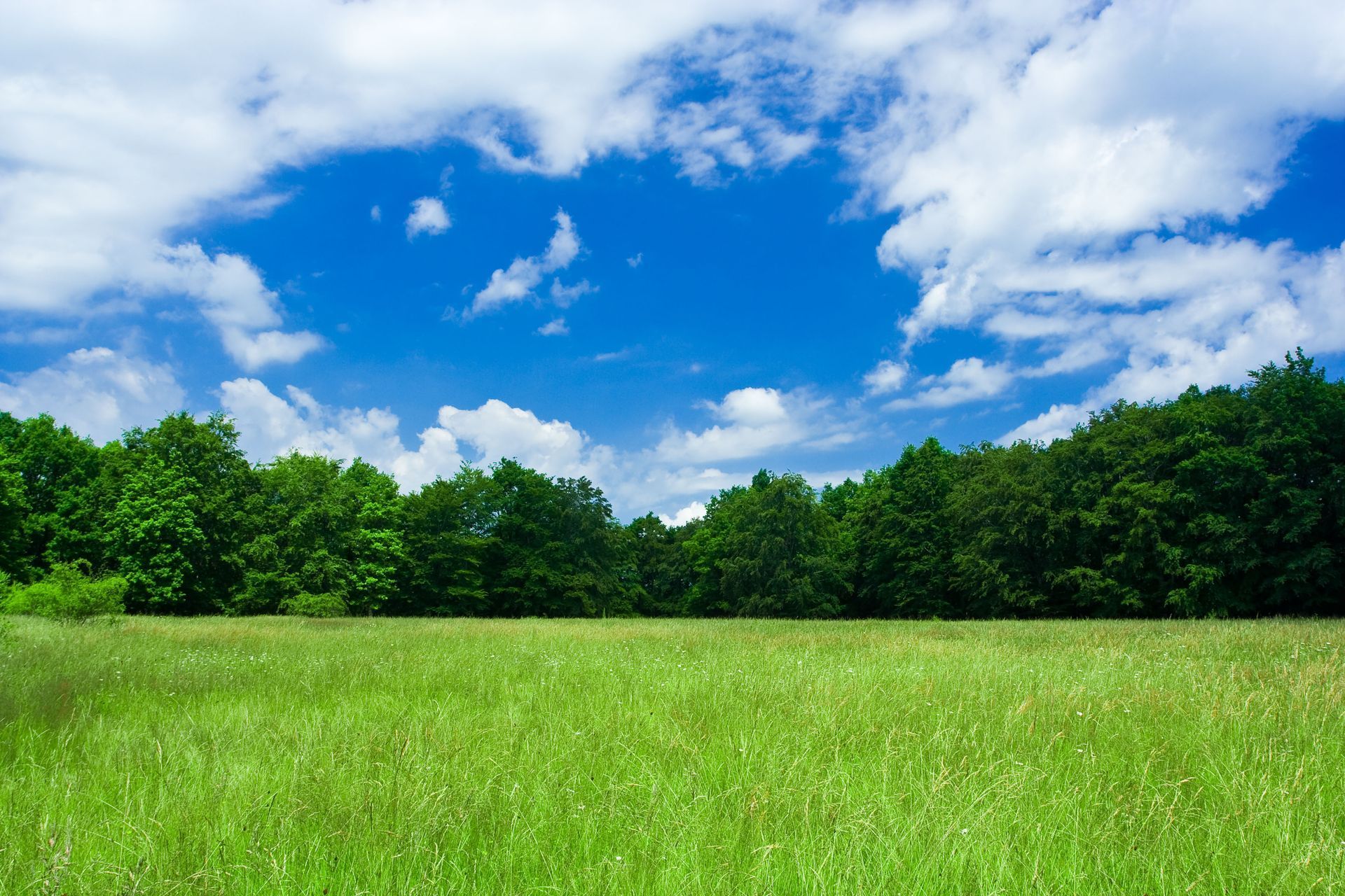 Green meadow with trees under a bright blue sky and white clouds