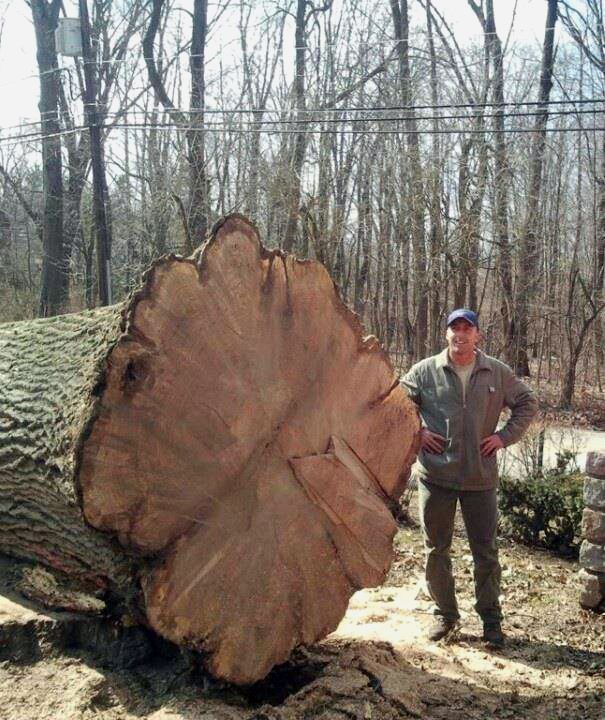 Worker standing beside a massive cut tree trunk in a wooded area