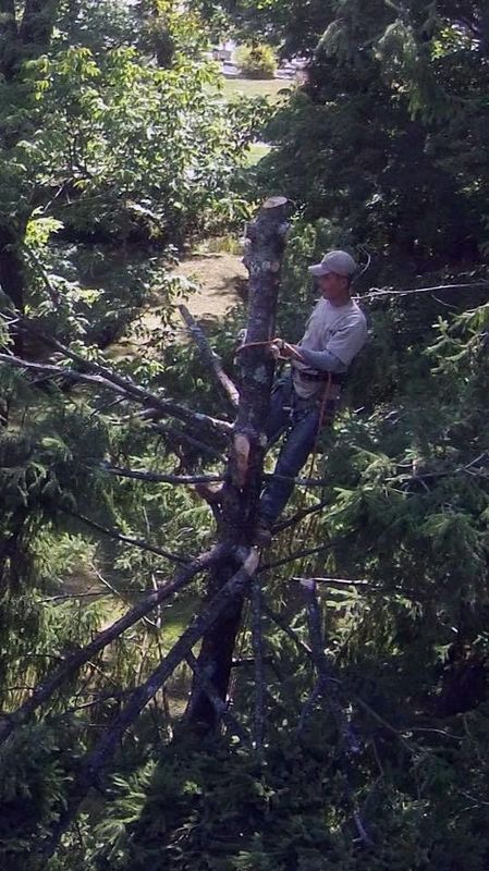 Person climbing a tree trunk in a dense green forest, wearing a helmet and light shirt.